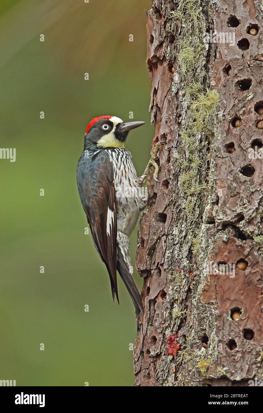 Acorn Woodpecker (Melanerpes formicivorus lineatus) adult male clingng to 'grannery tree'   El Picacho NP, Tegucigalpa, Honduras      February 2016 Stock Photo