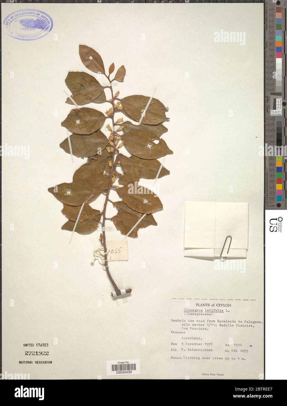 Elaeagnus latifolia L. Stock Photo