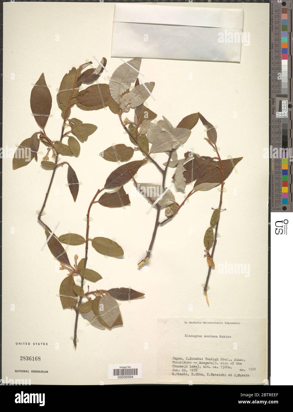 Elaeagnus montana Makino. Stock Photo