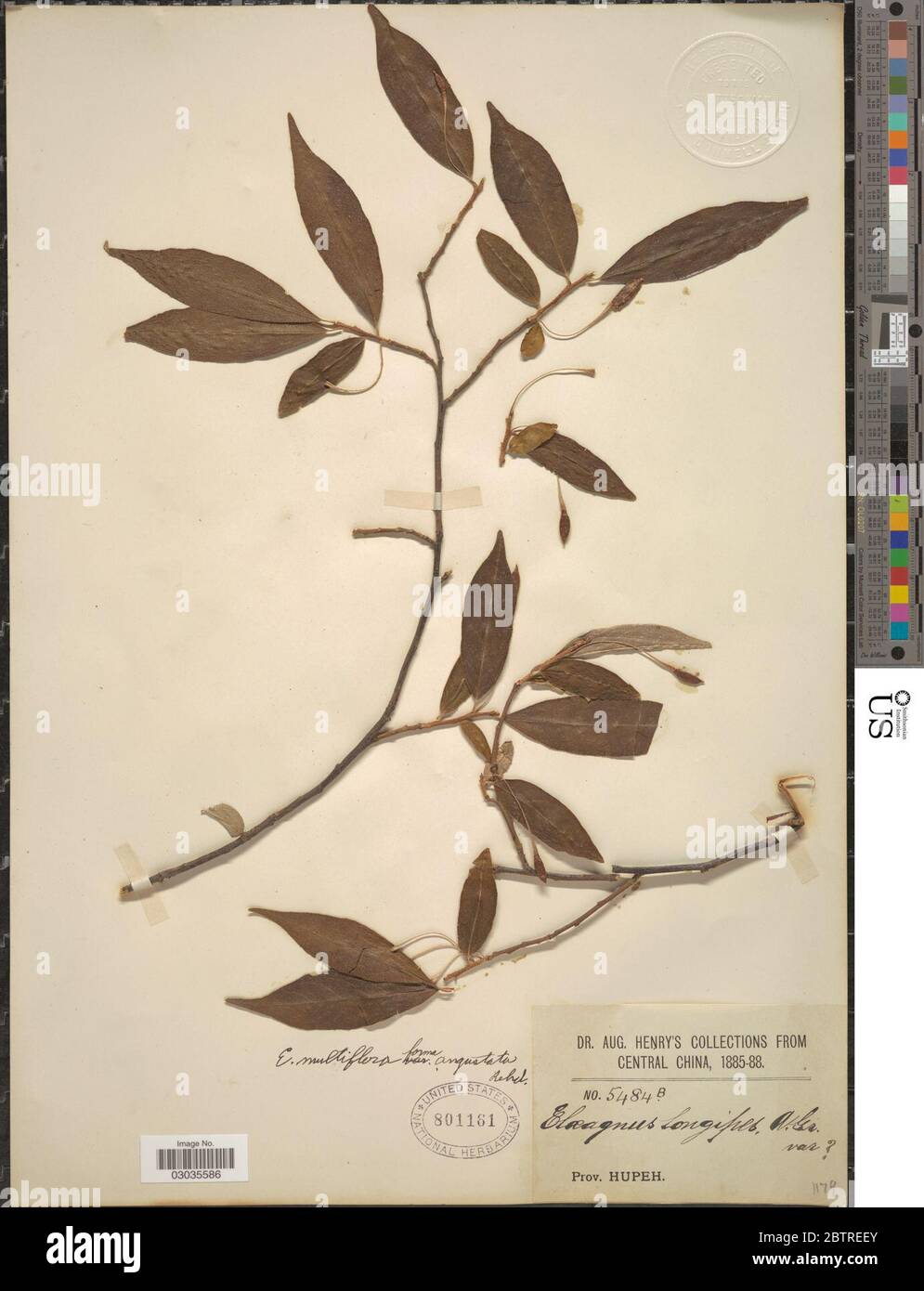 Elaeagnus multiflora Thunb. Stock Photo