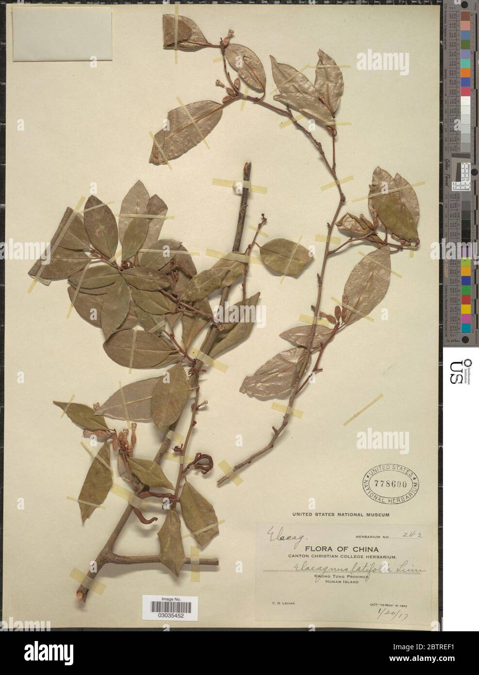 Elaeagnus latifolia L. Stock Photo