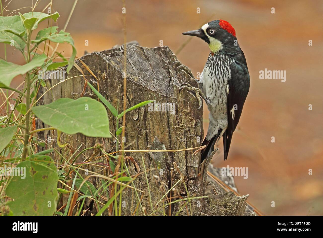 Acorn Woodpecker (Melanerpes formicivorus lineatus) adult female clingng to tree stump  El Picacho NP, Tegucigalpa, Honduras      February 2016 Stock Photo