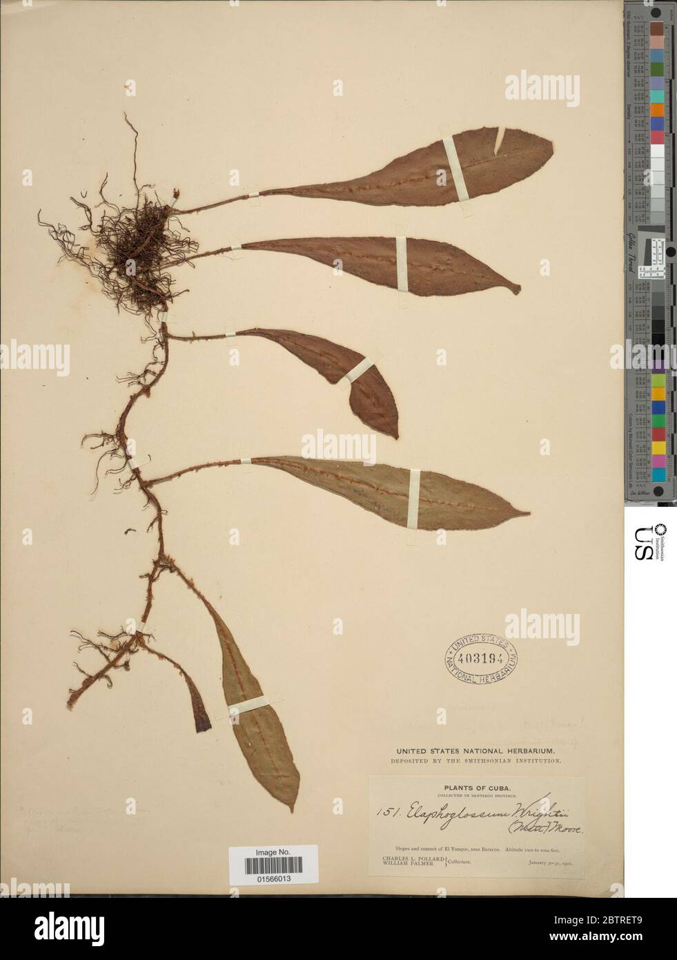 Elaphoglossum wrightii Mett ex DC Eaton T Moore. Stock Photo