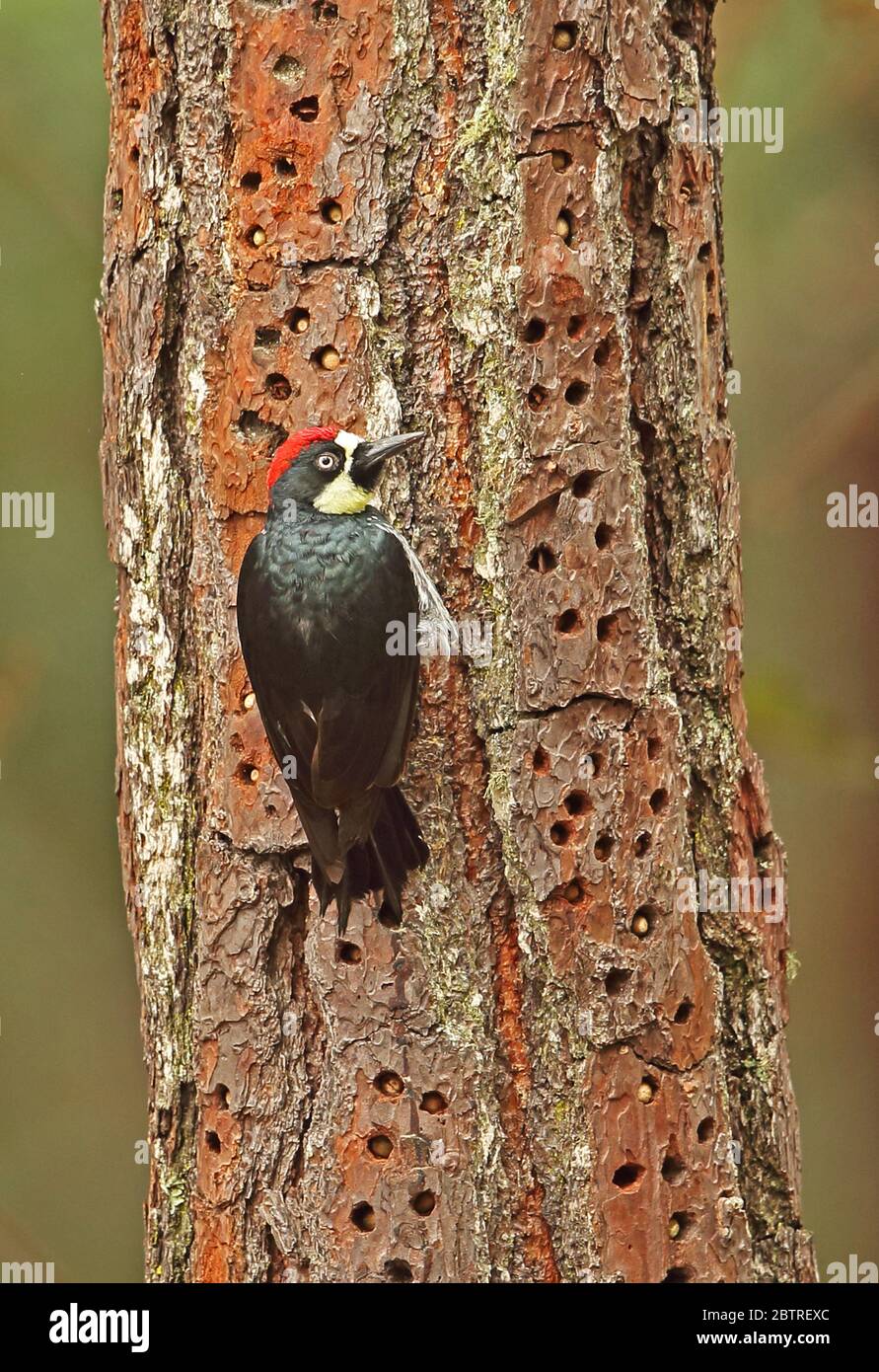 Acorn Woodpecker (Melanerpes formicivorus lineatus) adult male clingng to 'grannery tree'   El Picacho NP, Tegucigalpa, Honduras      February 2016 Stock Photo