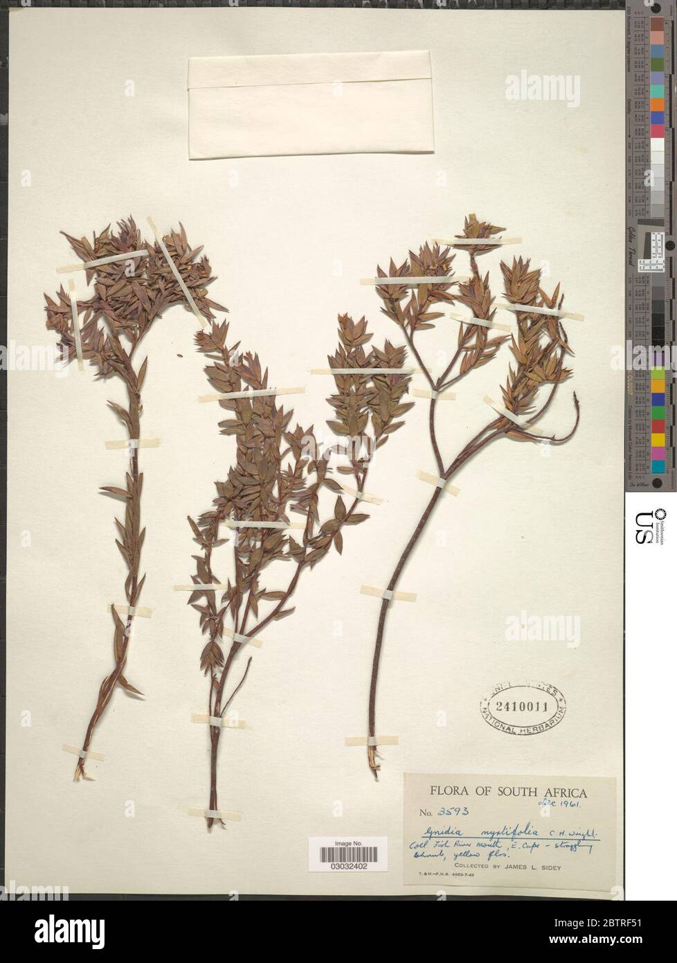 Gnidia myrtifolia CH Wright. Stock Photo