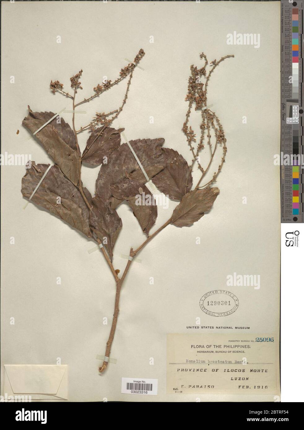 Homalium bracteatum Benth. Stock Photo