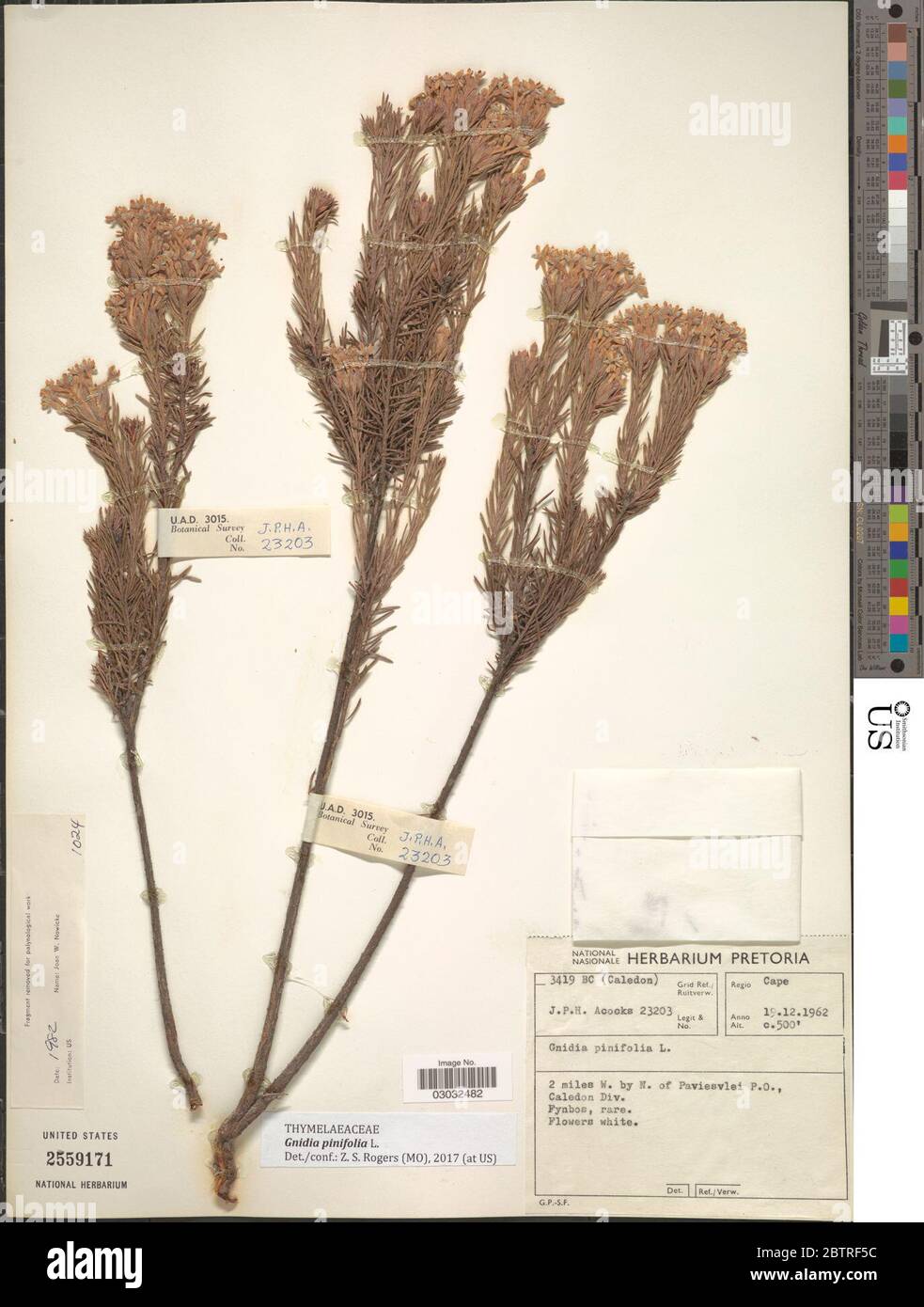 Gnidia pinifolia L. Stock Photo