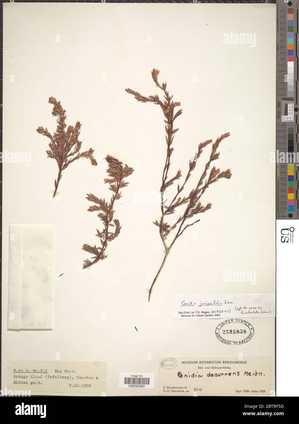 Gnidia juniperifolia Lam. Stock Photo
