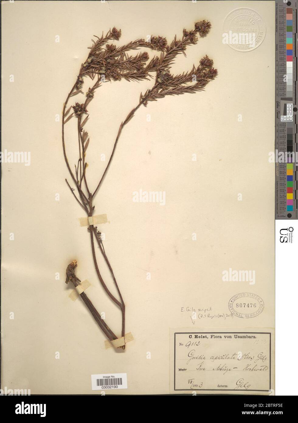 Gnidia apiculata Oliv Gilg. Stock Photo