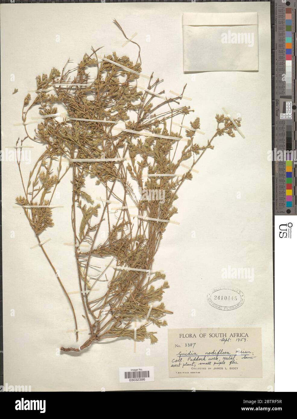 Gnidia nodiflora Meisn. Stock Photo