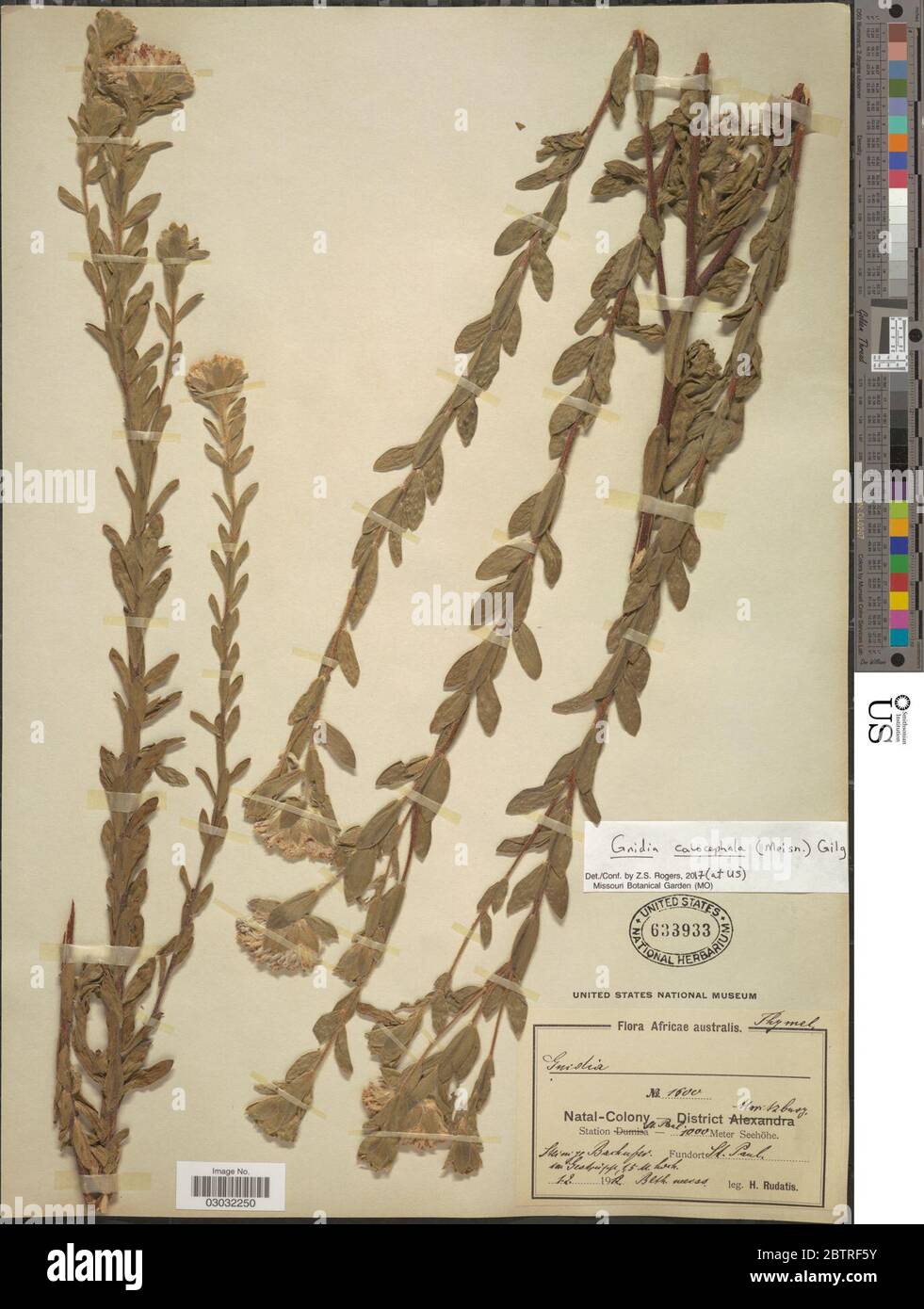 Gnidia calocephala Meisn Gilg. Stock Photo