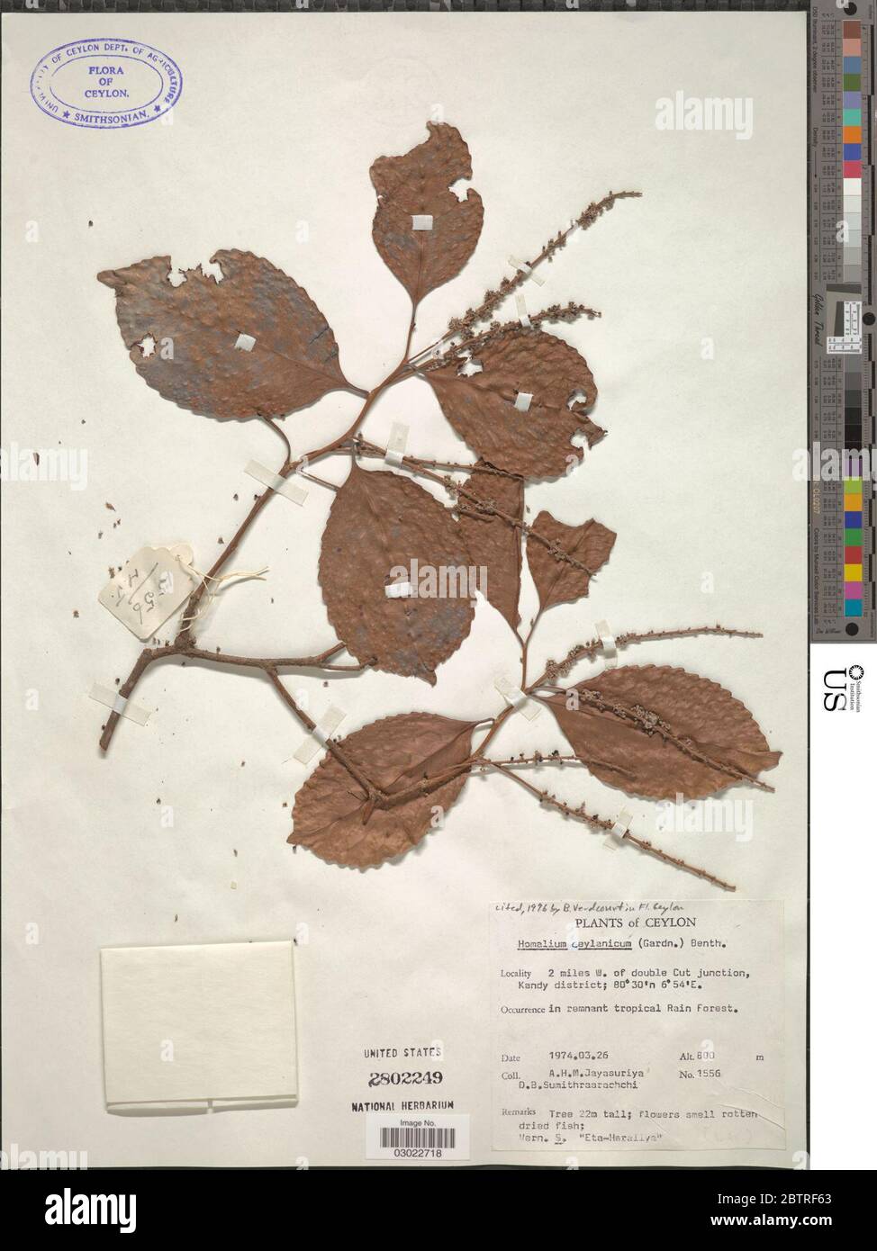 Homalium ceylanicum Gardner Benth. Stock Photo