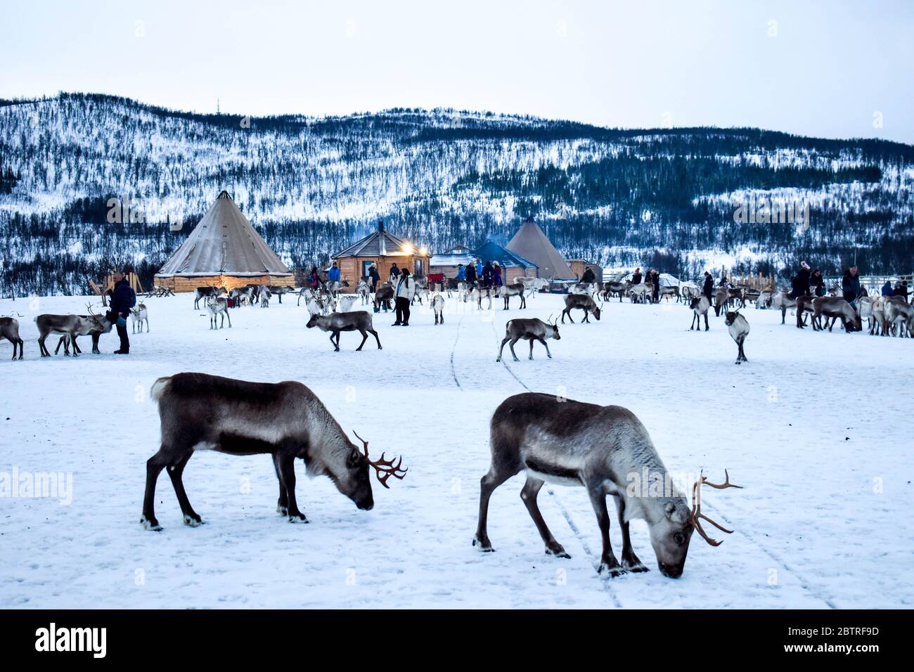 Beautiful wild reindeer in traditional Sami camp in northern Norway Stock Photo