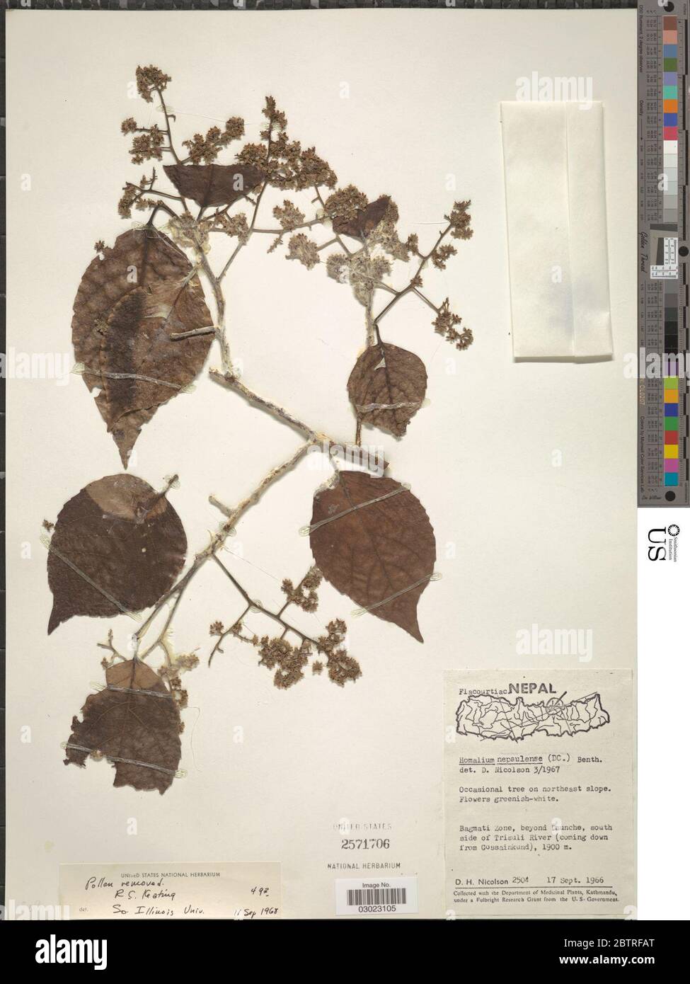 Homalium nepalense Benth. Stock Photo