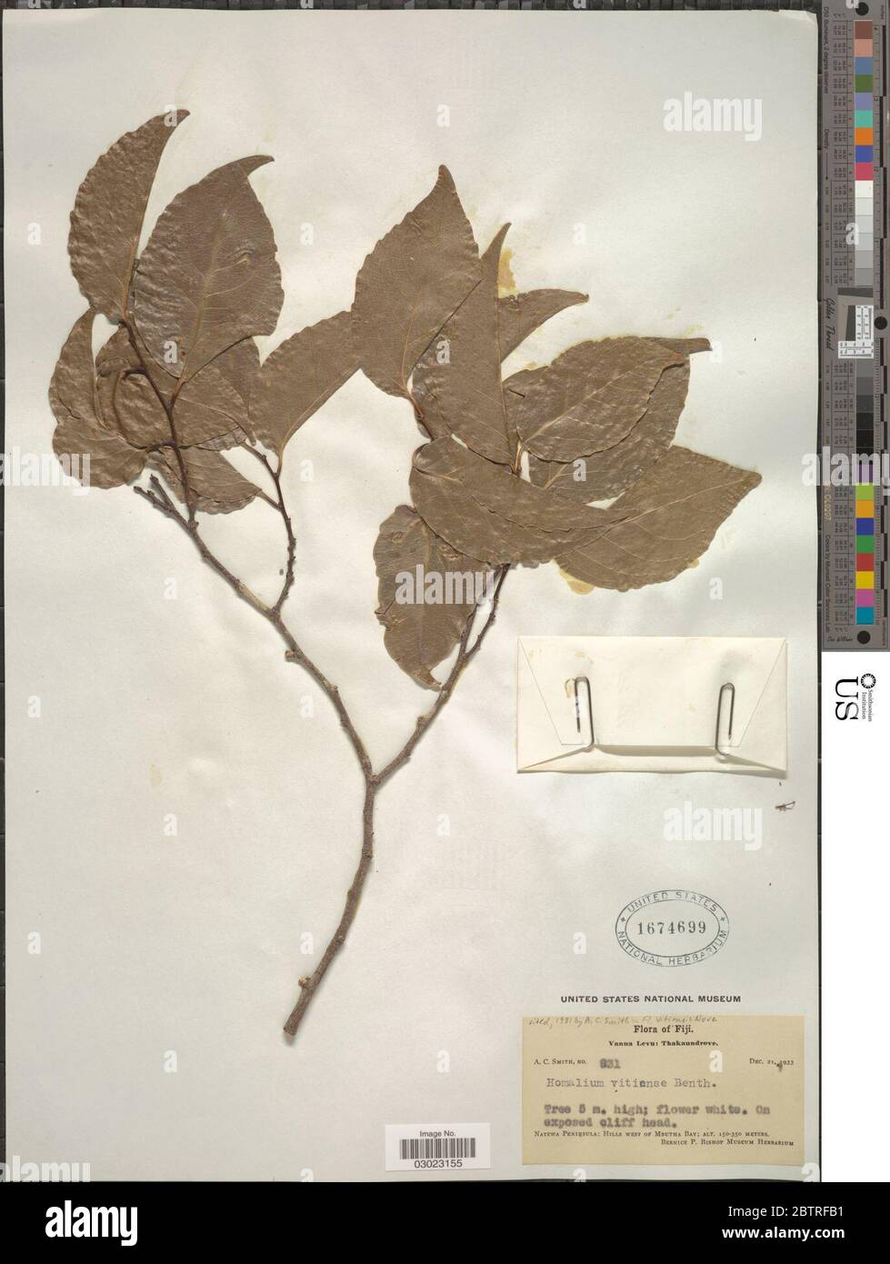 Homalium vitiense Benth. Stock Photo