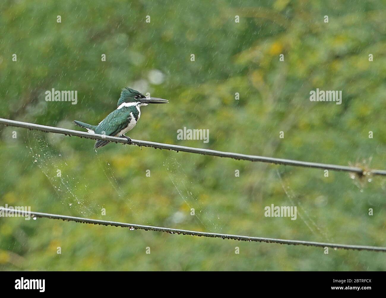 Amazon Kingfisher (Chloroceryle amazona) adult female perched on power-line in the rain Honduras February 2016 Stock Photo