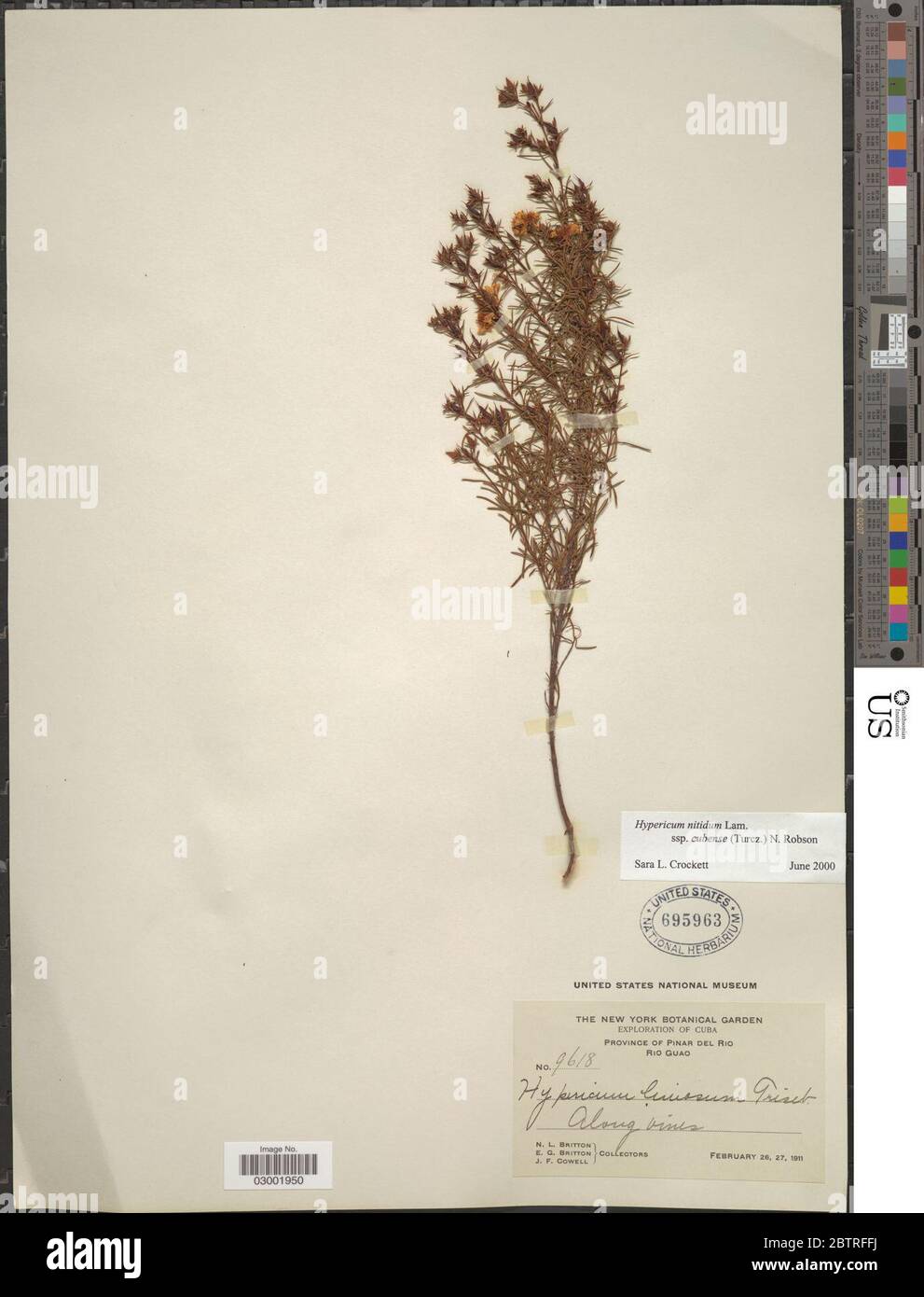Hypericum nitidum. Stock Photo