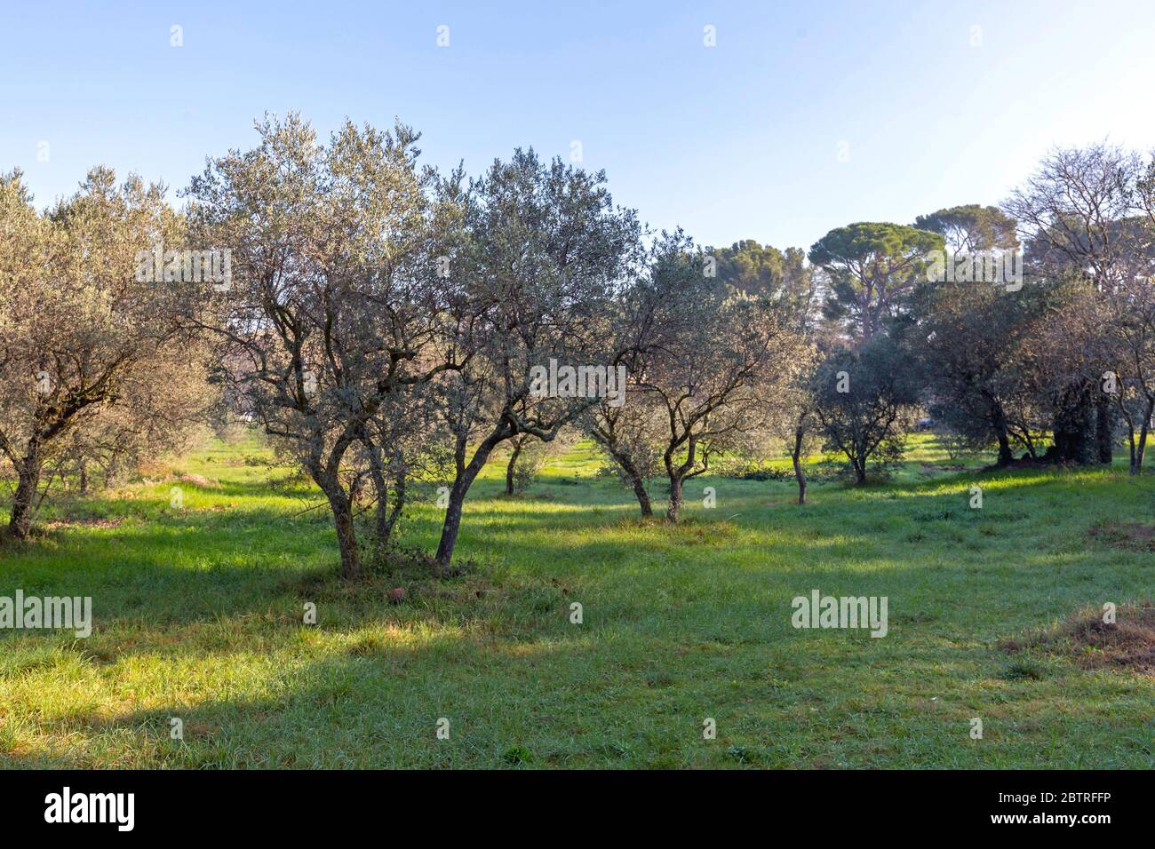 Historic Olive Trees in Saint Remy de Provence France Stock Photo Alamy