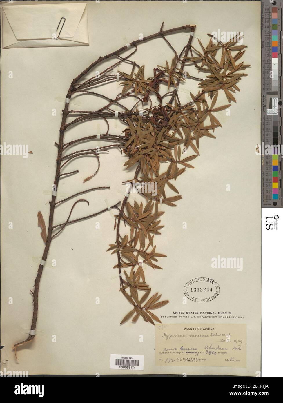 Hypericum revolutum subsp keniense Schweinf N Robson. Stock Photo