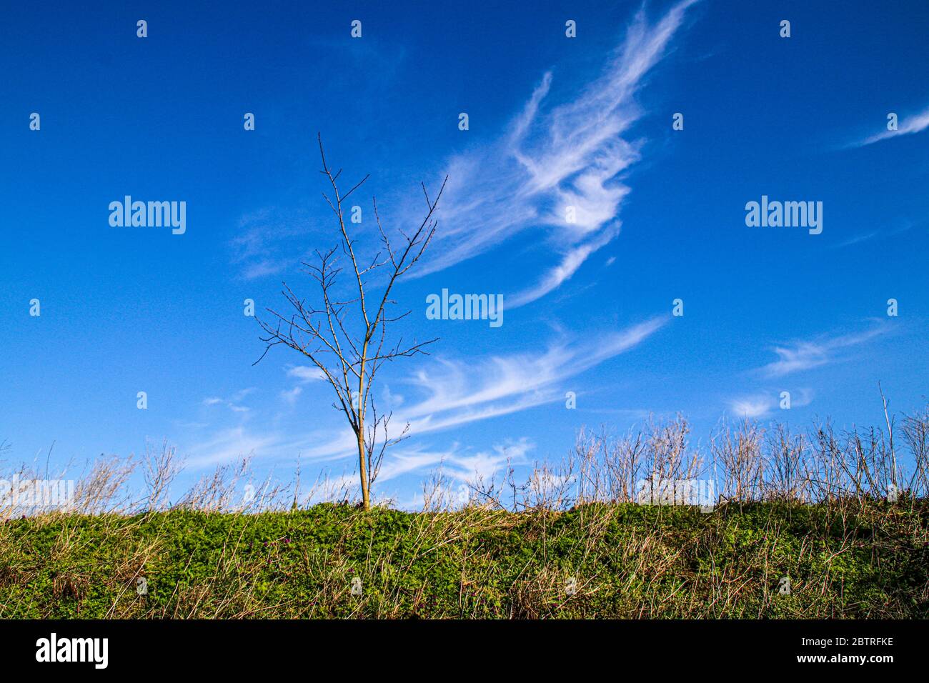Colorful landscape with a single tree and blue sky with white clouds ...