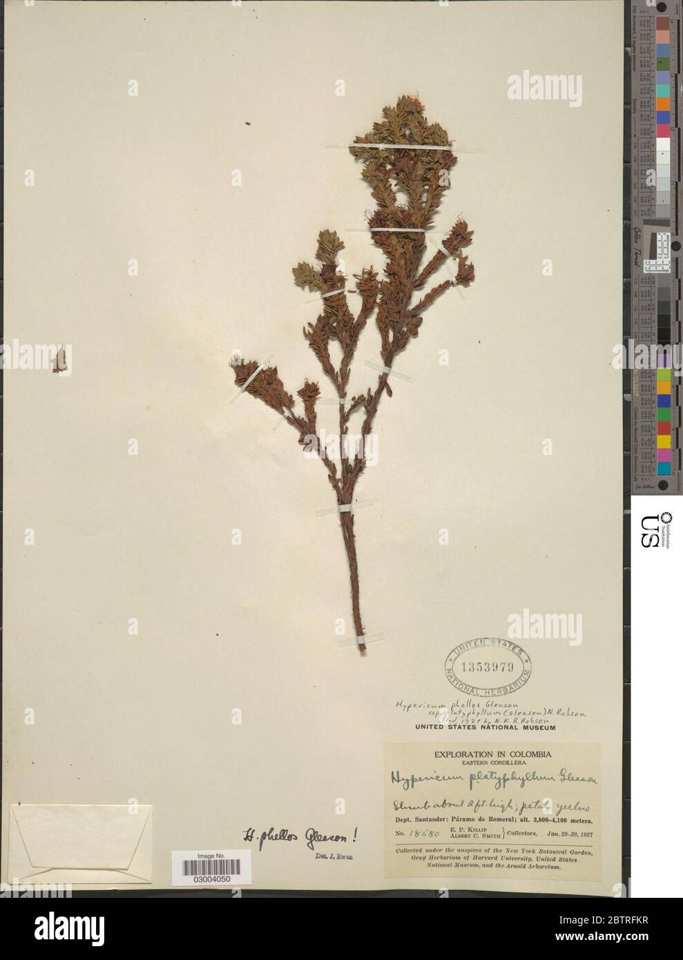Hypericum phellos subsp platyphyllum Gleason N Robson. Stock Photo