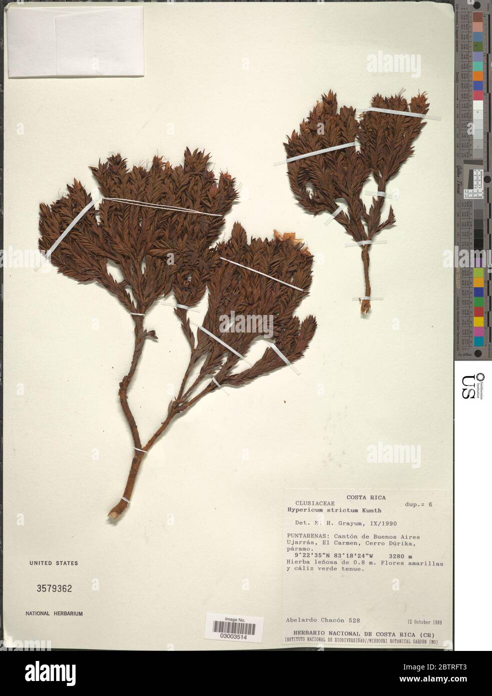 Hypericum strictum Kunth. Stock Photo