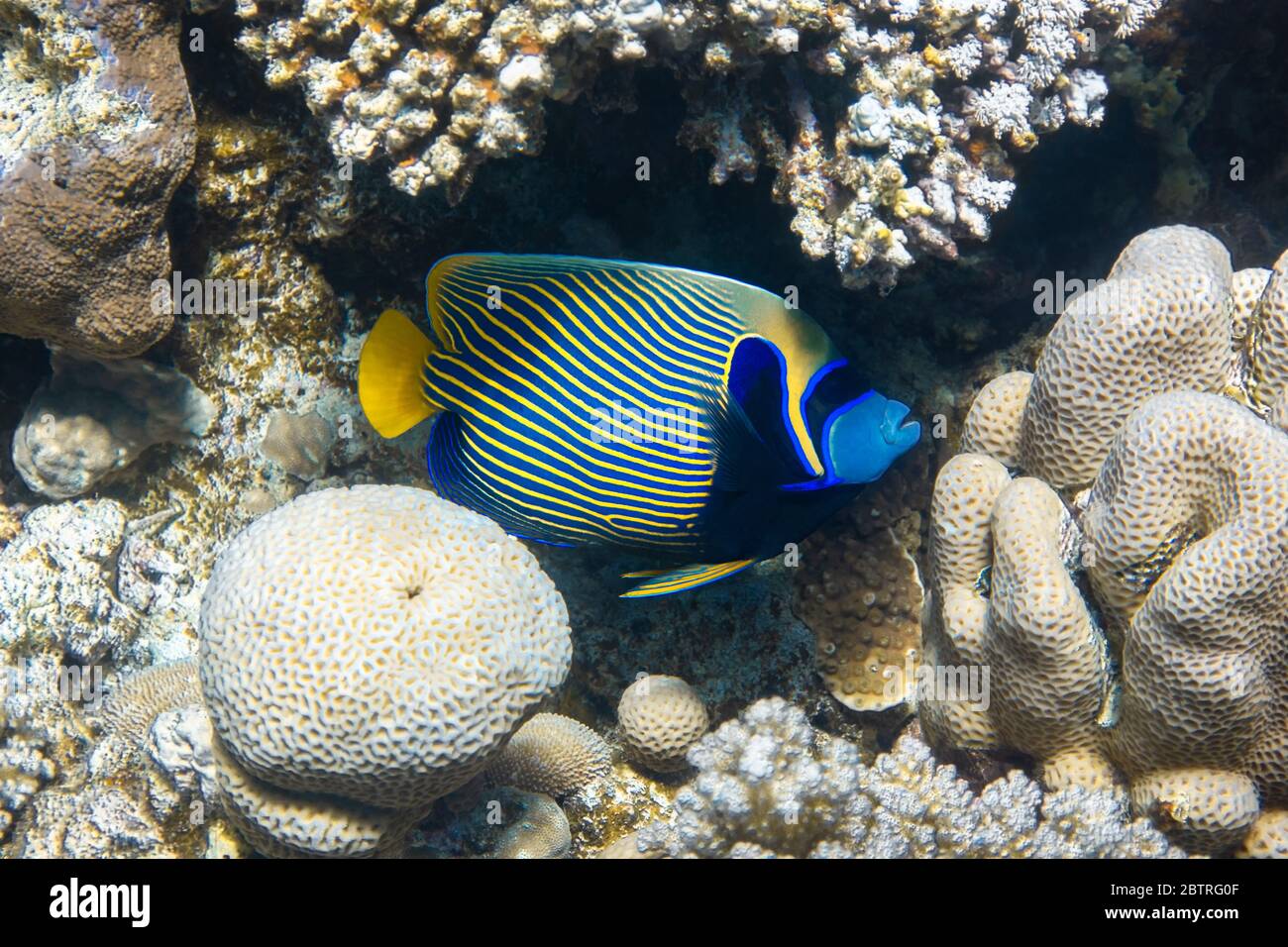 Emperor angelfish (Pomacanthus imperator) in Red Sea, Egypt. Beautiful tropical fish with colorful diagonal stripes hidden in a coral reef in a natura Stock Photo