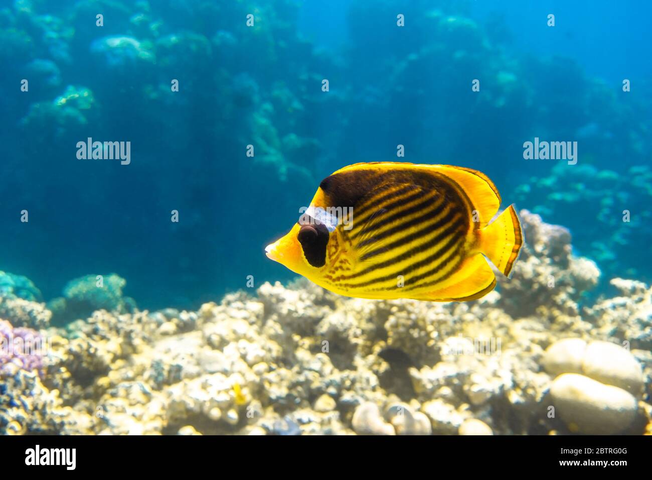 Raccoon Butterflyfish (Chaetodon lunula, crescent-masked, moon butterflyfish) over a coral reef, clear blue water. Colorful tropical fish with black a Stock Photo