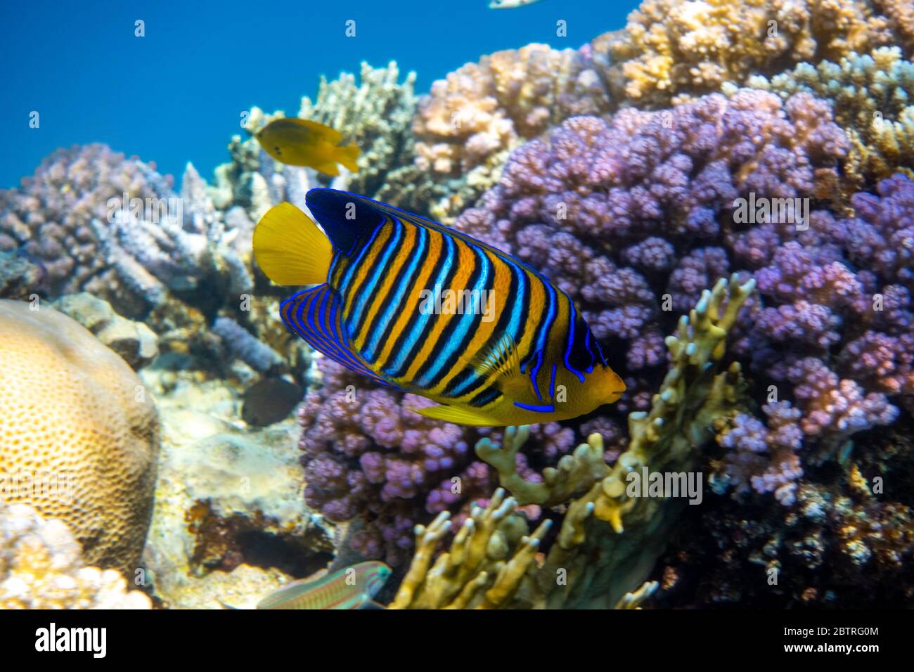 Royal Angelfish (Regal Angel Fish) over a coral reef, Red Sea, Egypt. Tropical colorful orange, white and blue striped fish with yellow fins,  in blue Stock Photo
