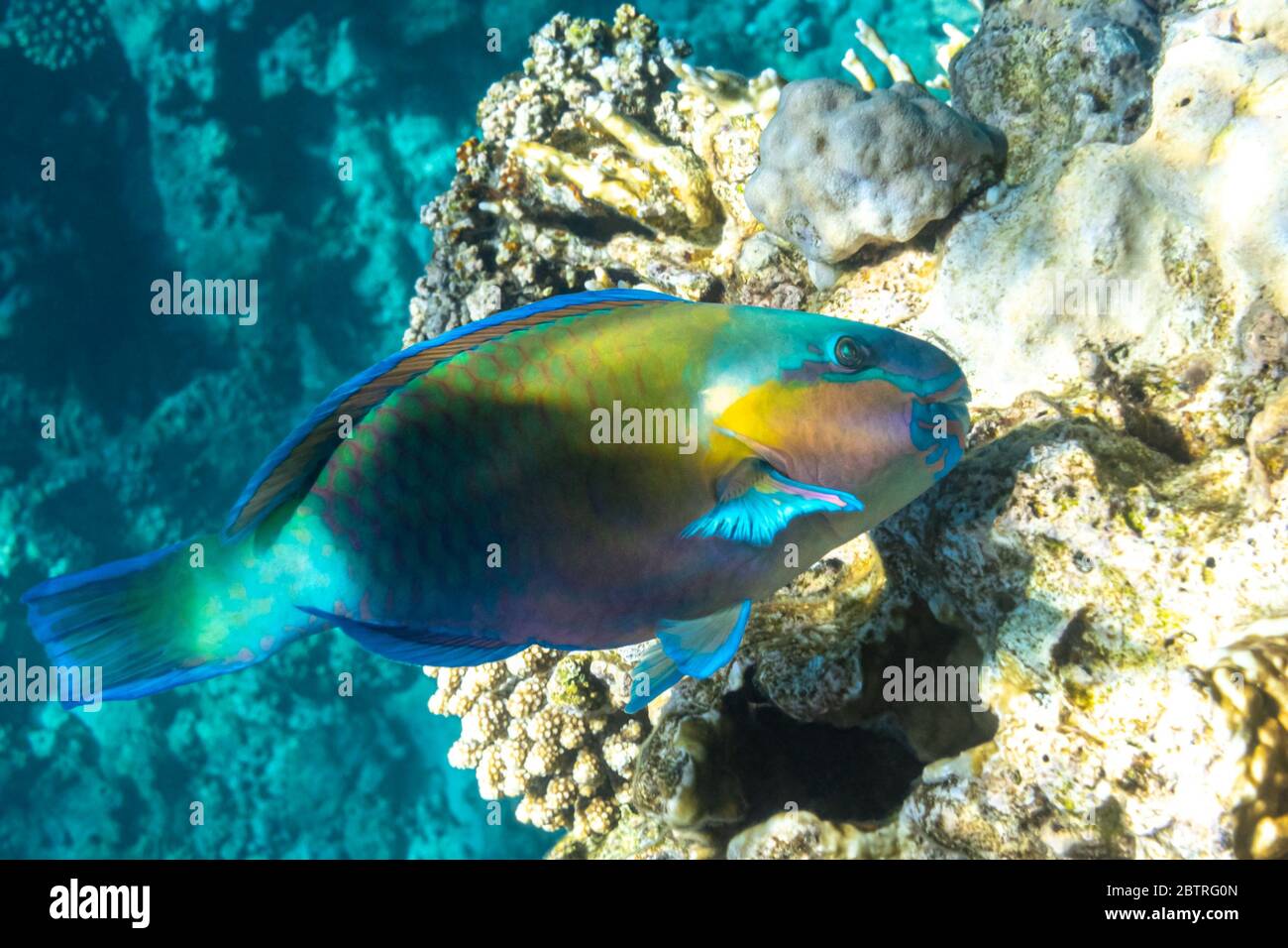 Rusty parrotfish (Scarus ferrugineus) in Red Sea, Egypt. Bright tropical coral fish, close up, side view. Stock Photo