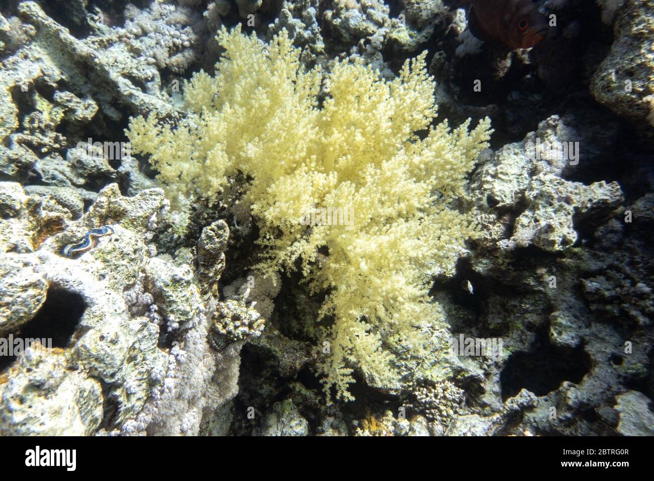 Branches of deep sea coral polyps, marine life on a ocean floor. Beautiful saltwater creatures in a coral reef, Red Sea, Egypt. Stock Photo