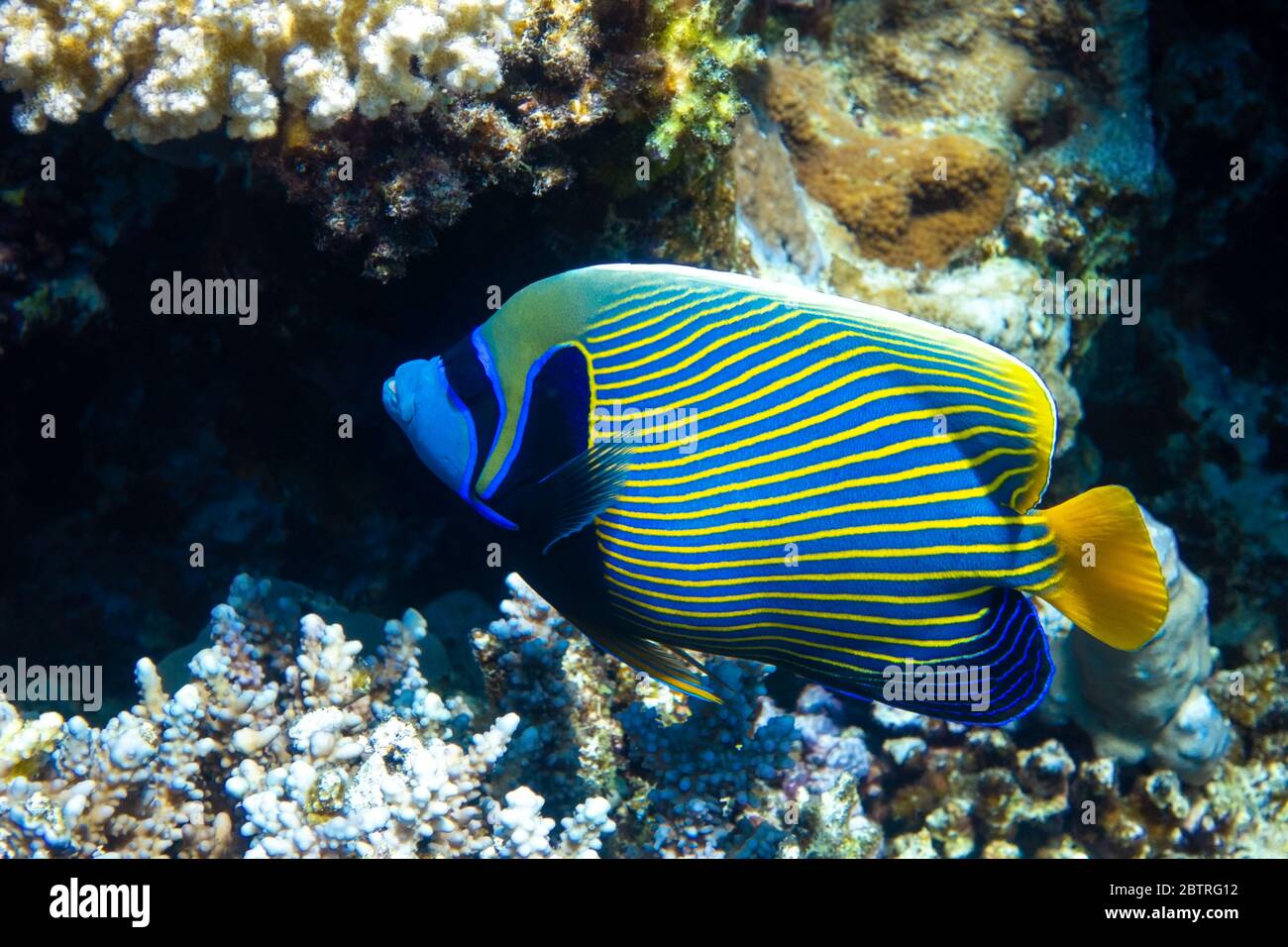 Emperor angelfish (Pomacanthus imperator) in Red Sea, Egypt. Beautiful tropical fish with colorful diagonal stripes in a coral reef in a natural habit Stock Photo