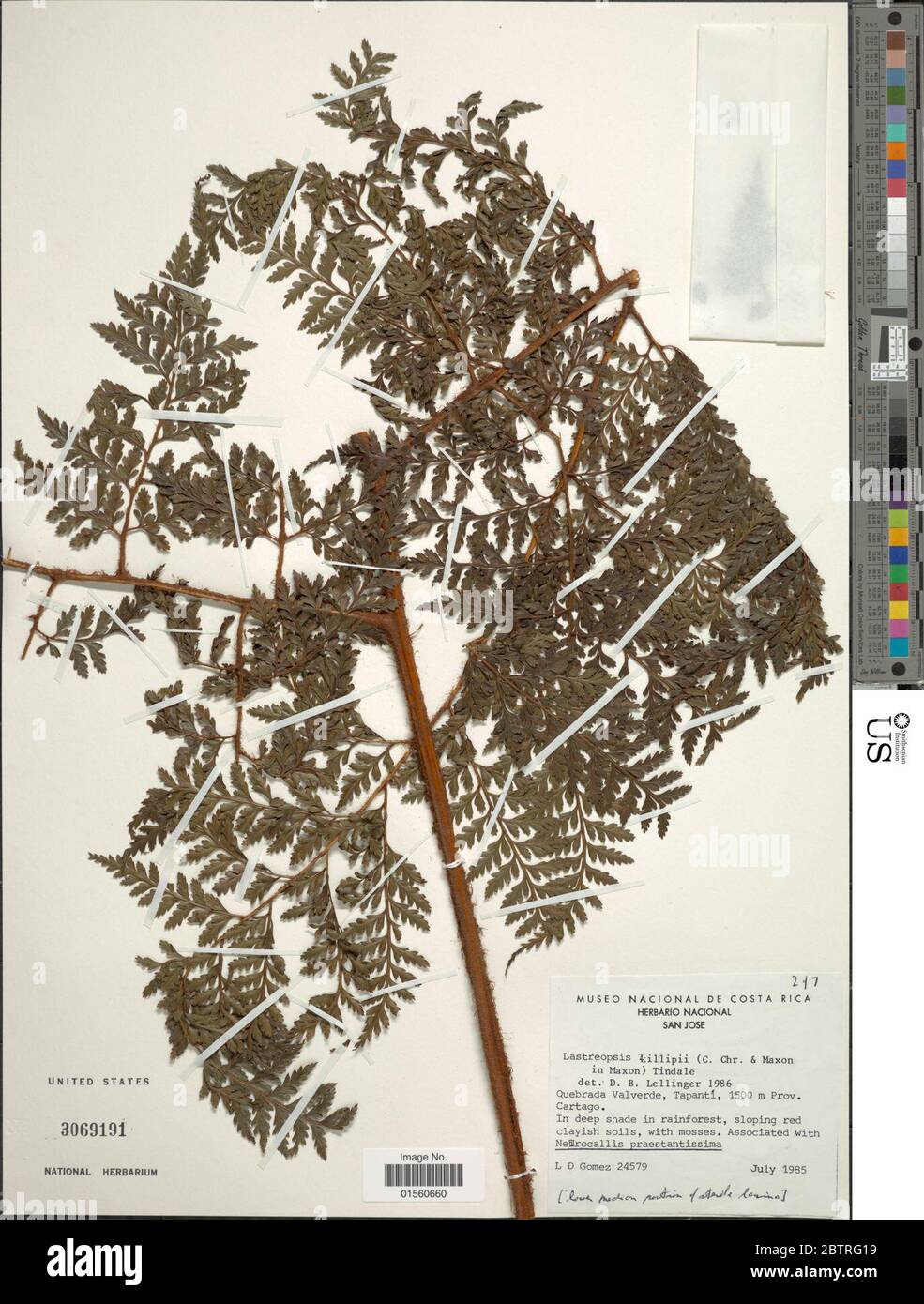 Lastreopsis killipii C Chr Maxon Tindale. Stock Photo