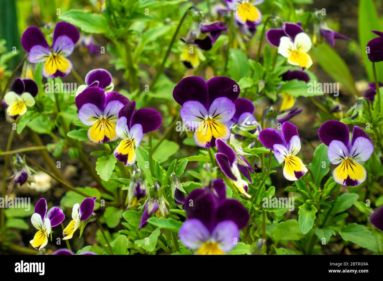 Beautiful spring pansy flowers (violet, viola tricolor, heartsease), flowerbed with blooming flowers and green leaves. Flower face with purple, white Stock Photo