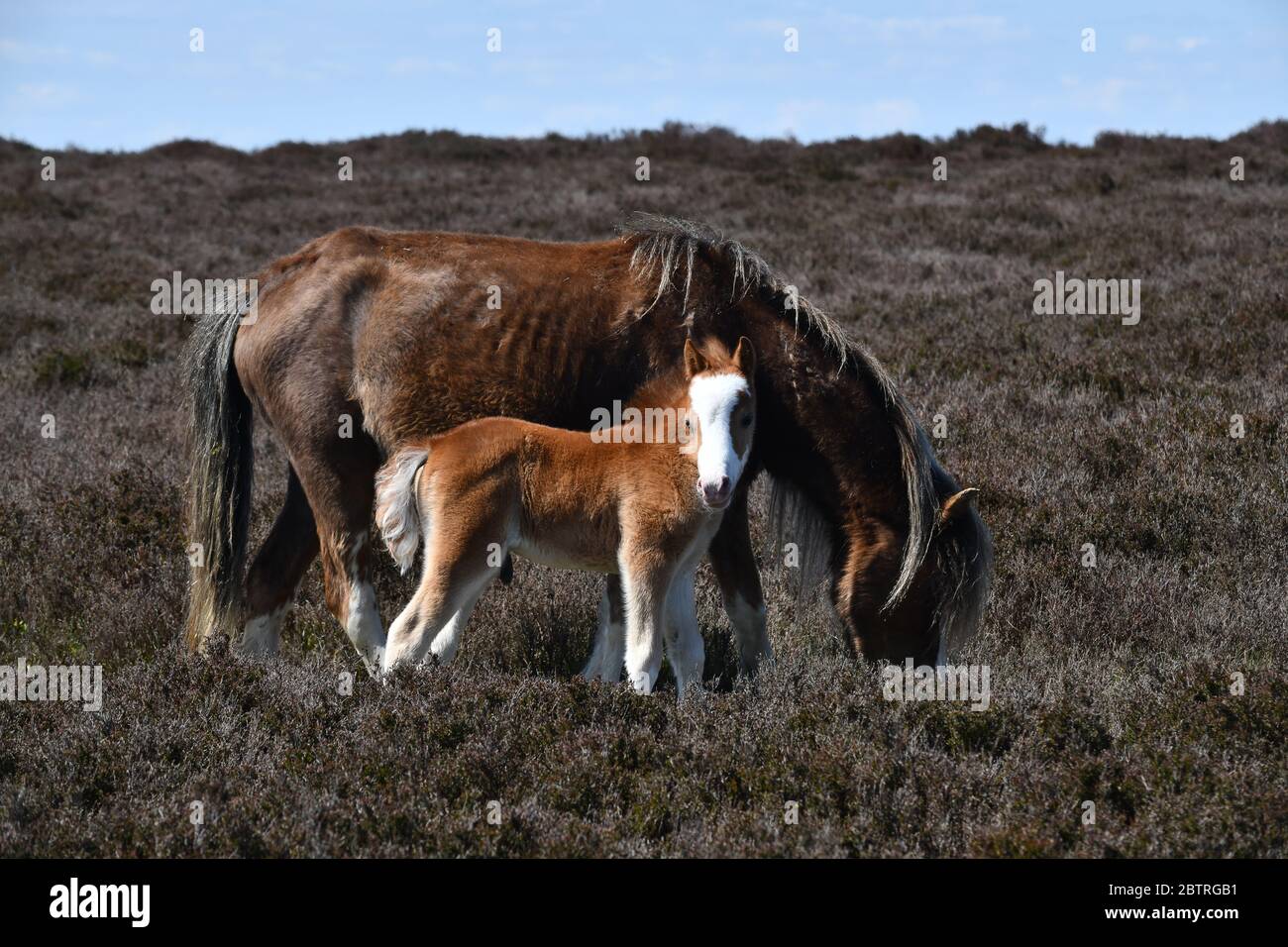 Wild pony and foal on The Long Mynd hill in Shropshire wild horses Stock Photo