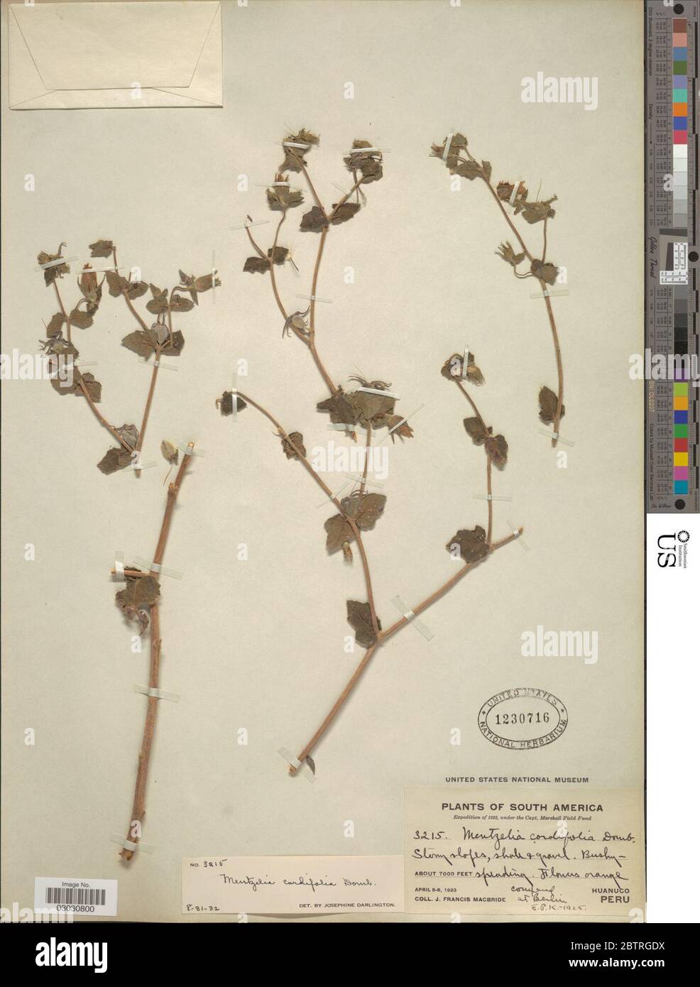 Mentzelia cordifolia Dombey ex Urb Gilg. Stock Photo