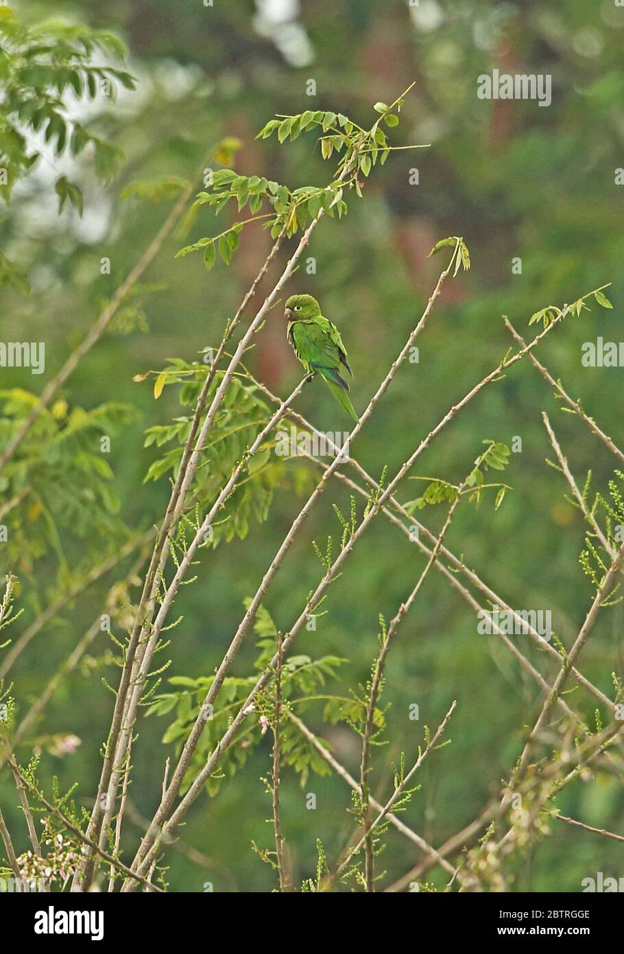Eupsittula astec hi-res stock photography and images - Alamy