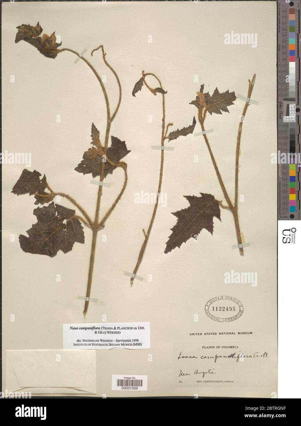Nasa campaniflora Triana Planch ex Urb Gilg Weigend. Stock Photo