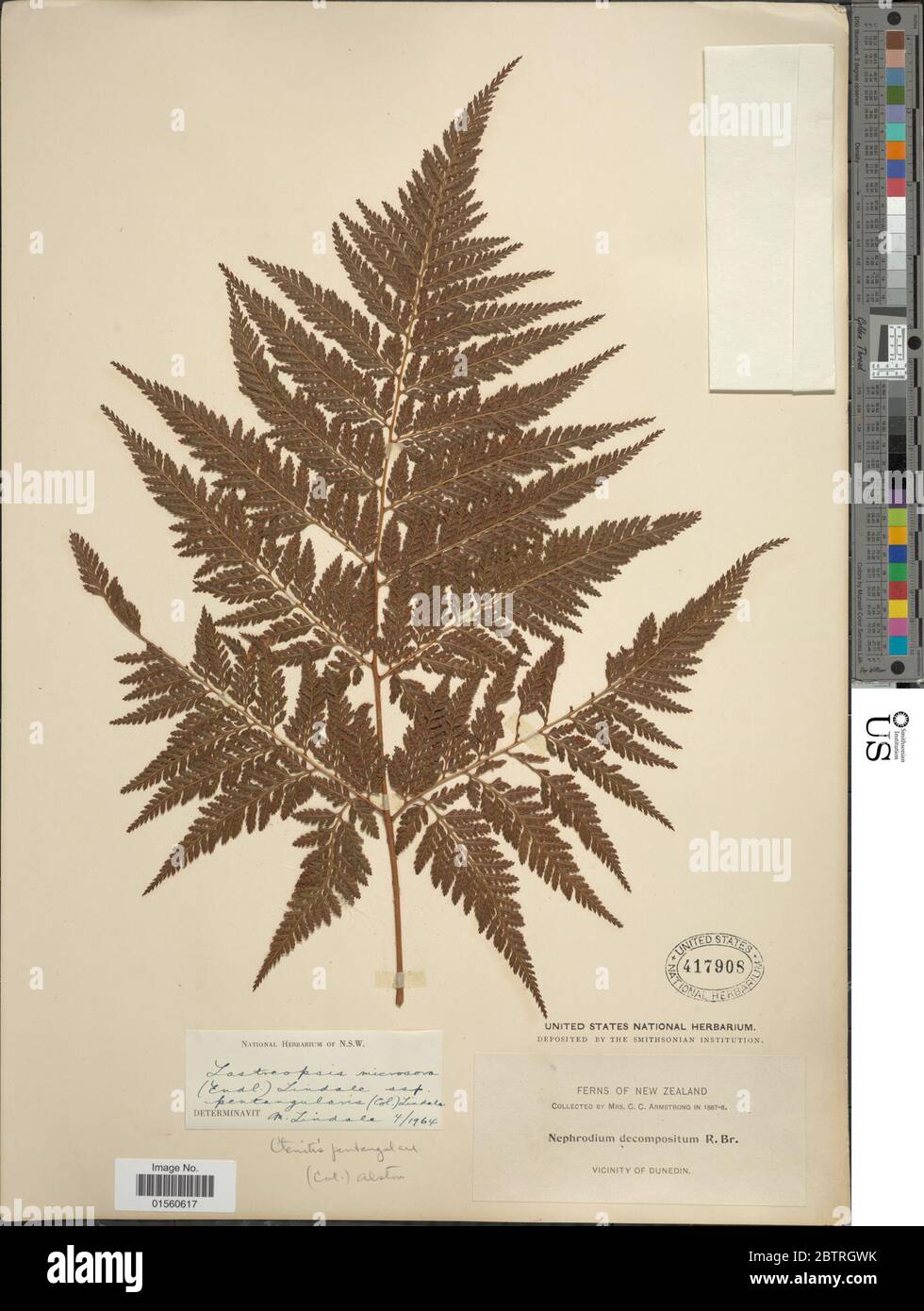Labiak Parapolystichum microsorum Endl Labiak Stock Photo - Alamy