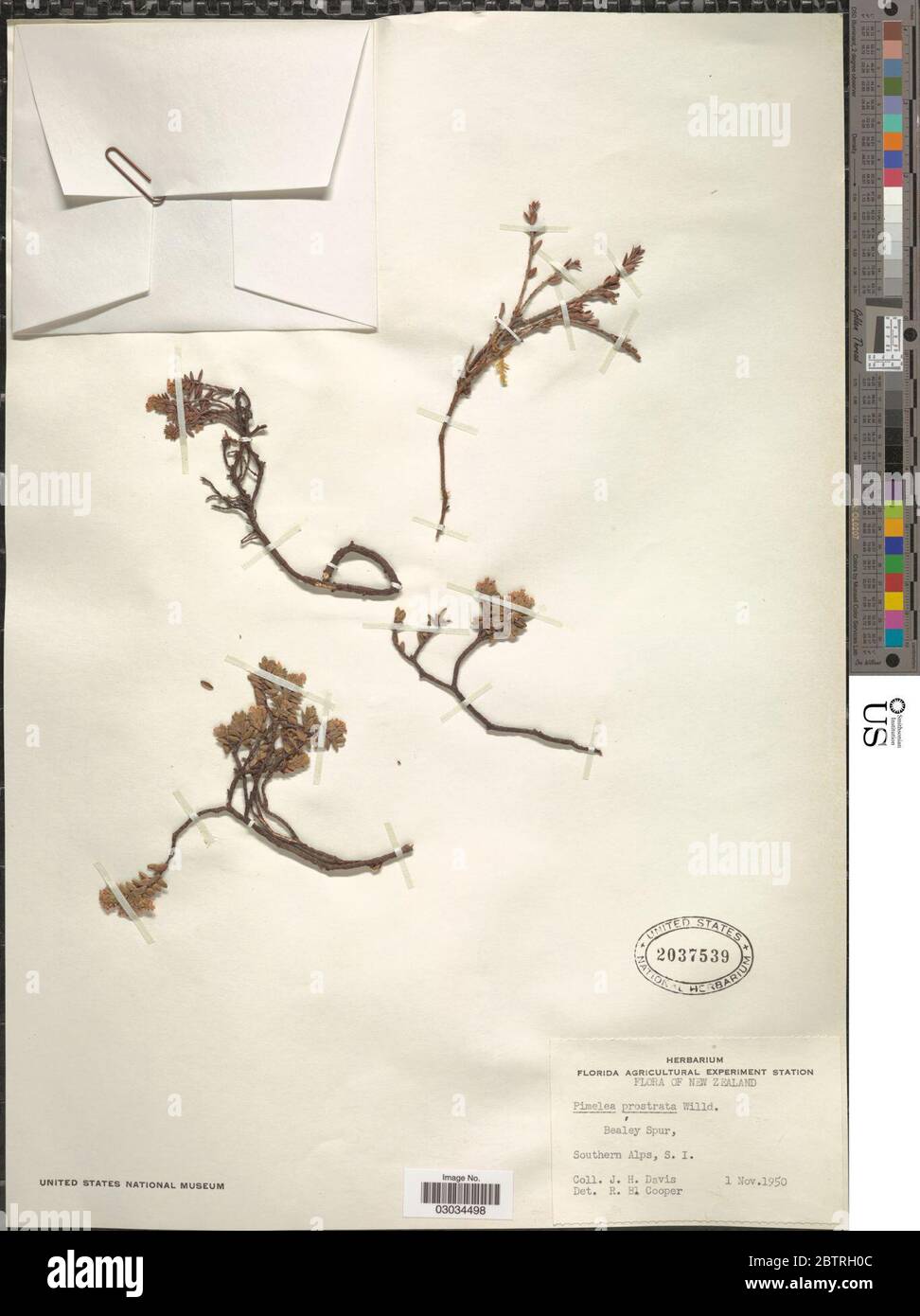 Pimelea prostrata Willd. Stock Photo