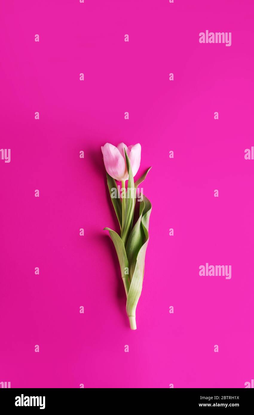 Beautiful tulip on a bright pink background. View from above Stock Photo
