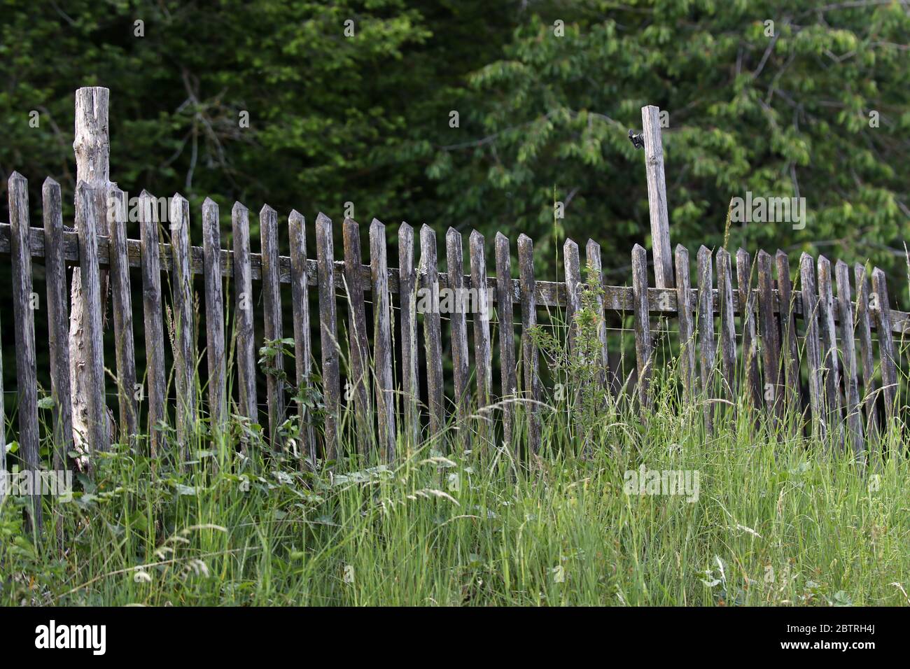 Old garden fence made of natural wooden planks Stock Photo - Alamy