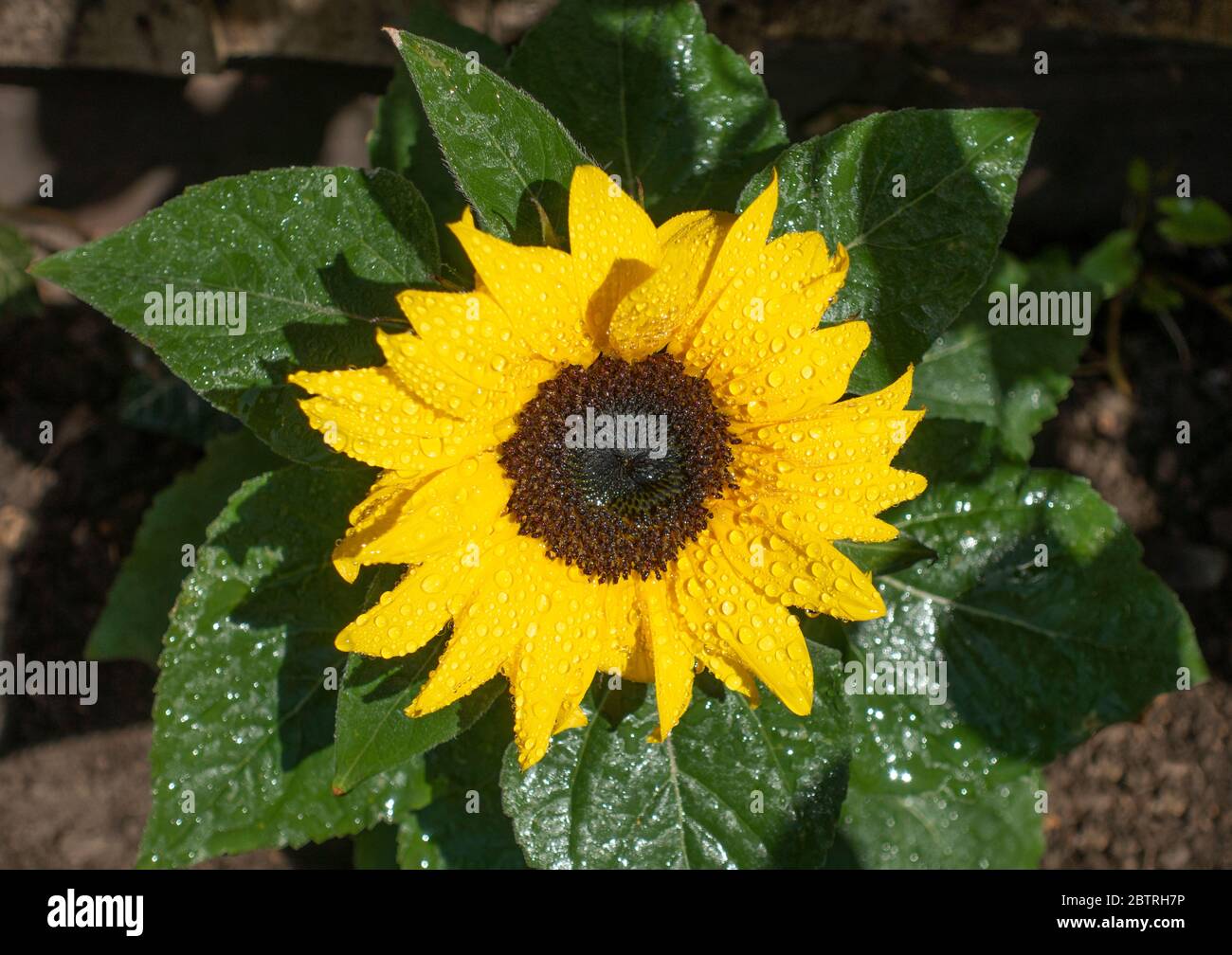 Closeup POV shot of a single, yellow sunflower and green leaves, drying