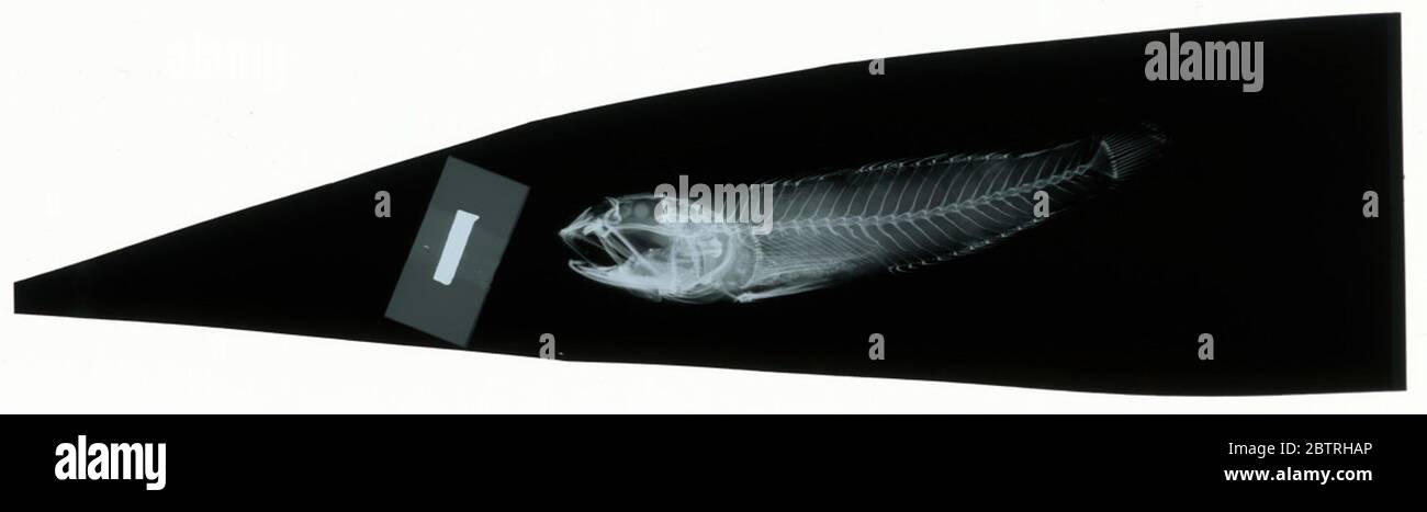 Waitea stomias. Radiograph is of a type; The Smithsonian NMNH Division of Fishes uses the convention of maintaining the original species name for type specimens designated at the time of description. Stock Photo