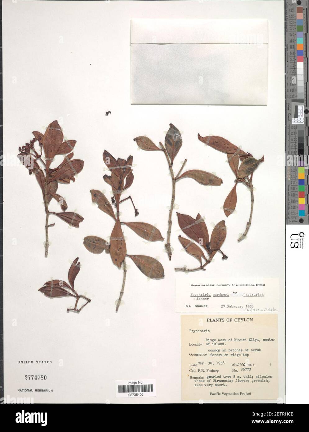 Psychotria gardneri var jayasuriyae Sohmer. Stock Photo