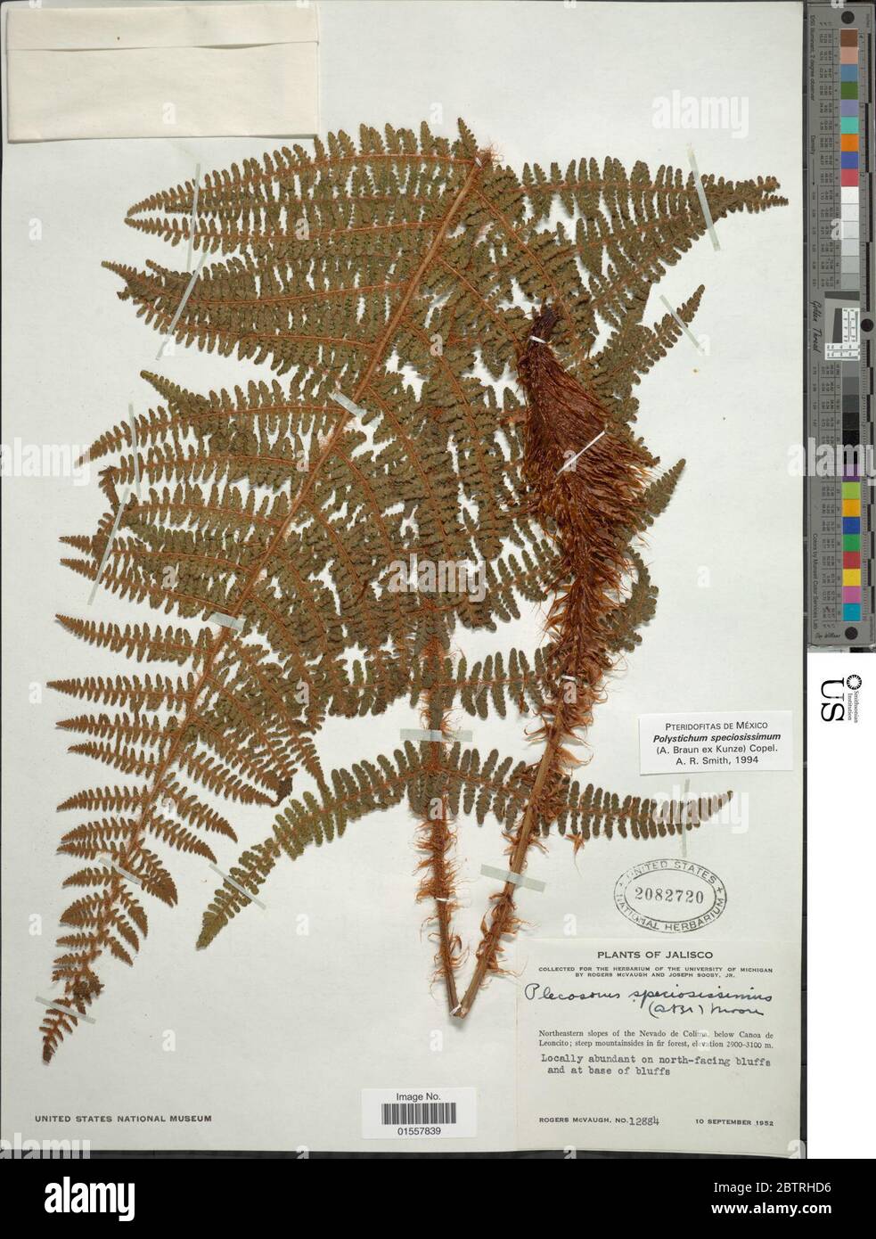 Polystichum speciosissimum A Braun ex Kunze Copel. Stock Photo