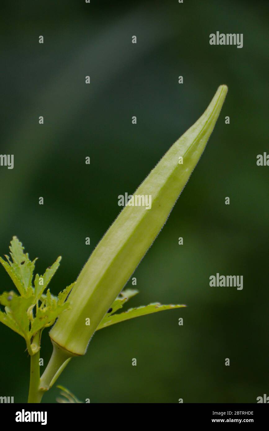lady finger Organic Vegetable Stock Photo Alamy