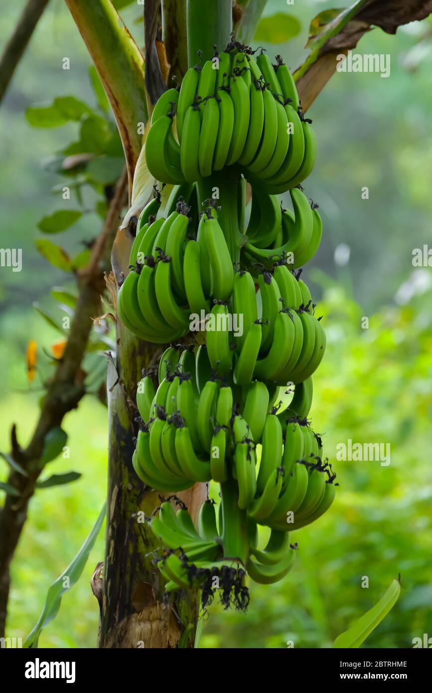 Organic Vegetable Banana or Tropical Banana Stock Photo Alamy