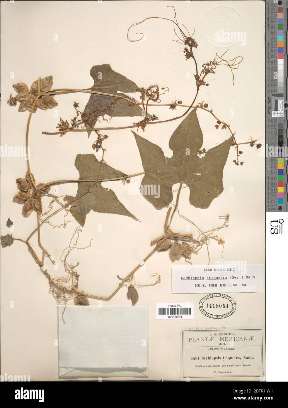 Sechiopsis triquetra Moc Sess ex Ser Naudin. Stock Photo
