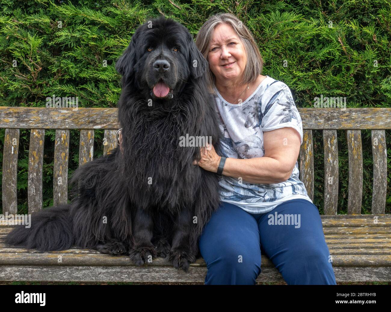 A mature woman sitting alongside her adorable giant breed, pet Newfoundland dog, facing the camera, on a wooden bench in a garden. Stock Photo